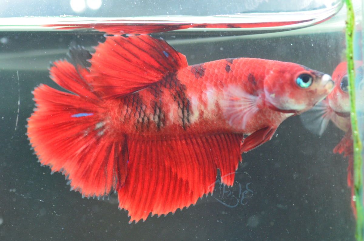 Red Tiger Halfmoon Female