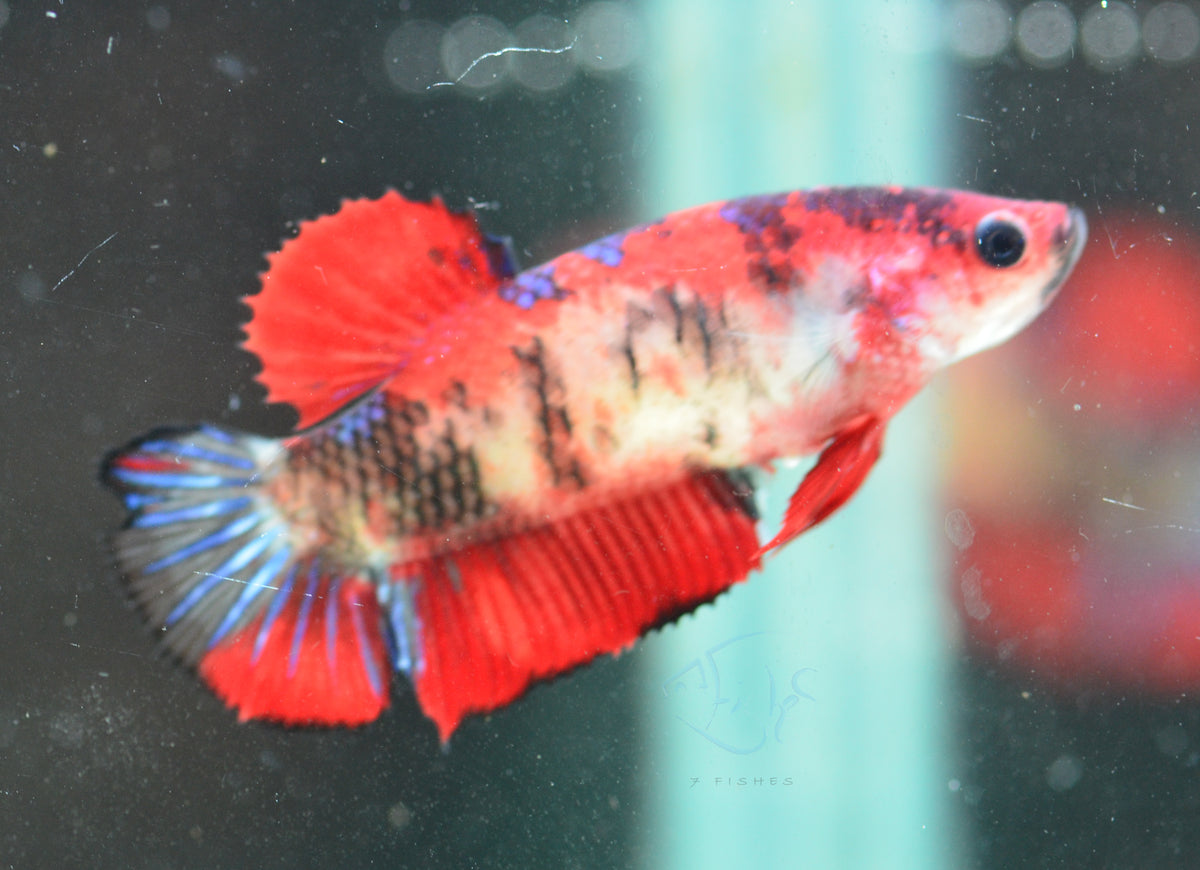 Red Koi HMPK Female