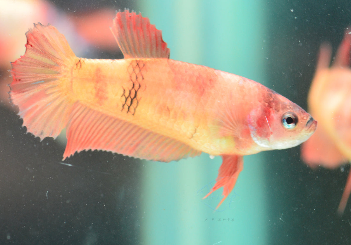 Nemo HMPK Female