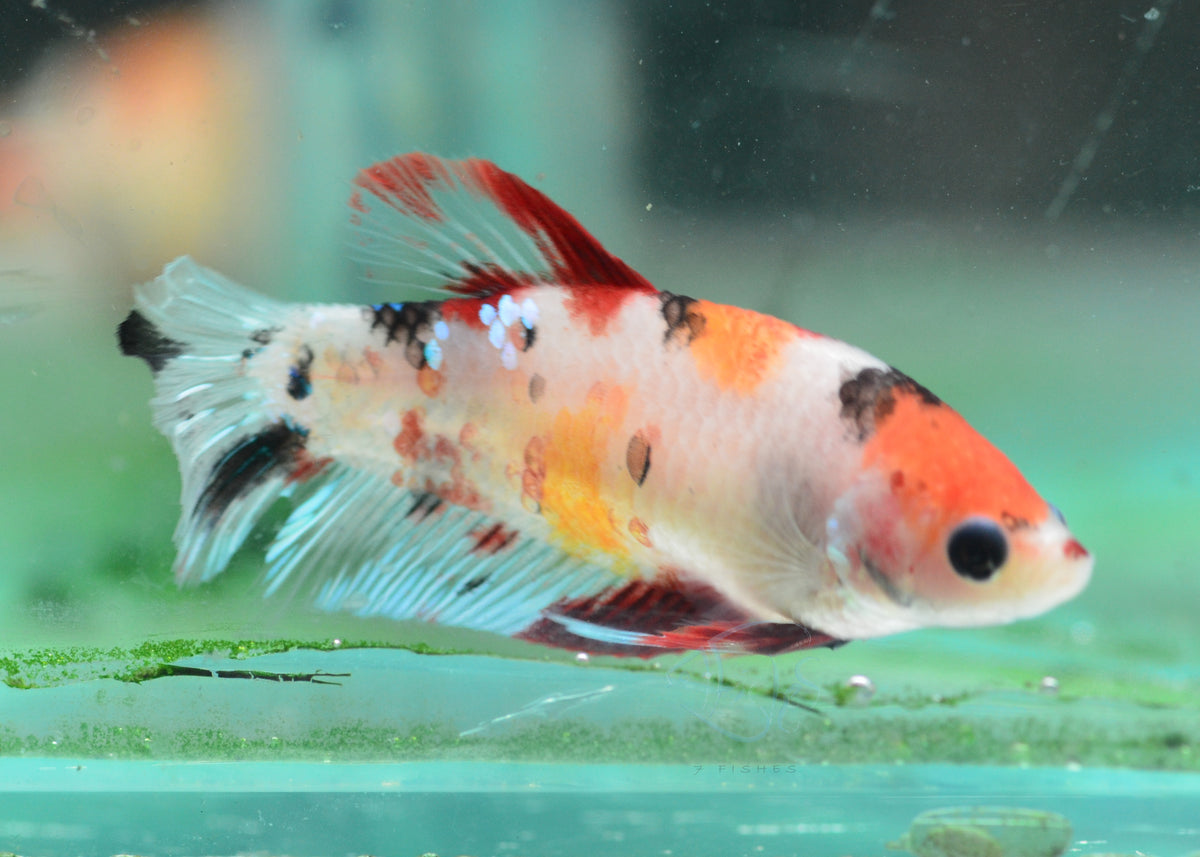 Koi HMPK Female