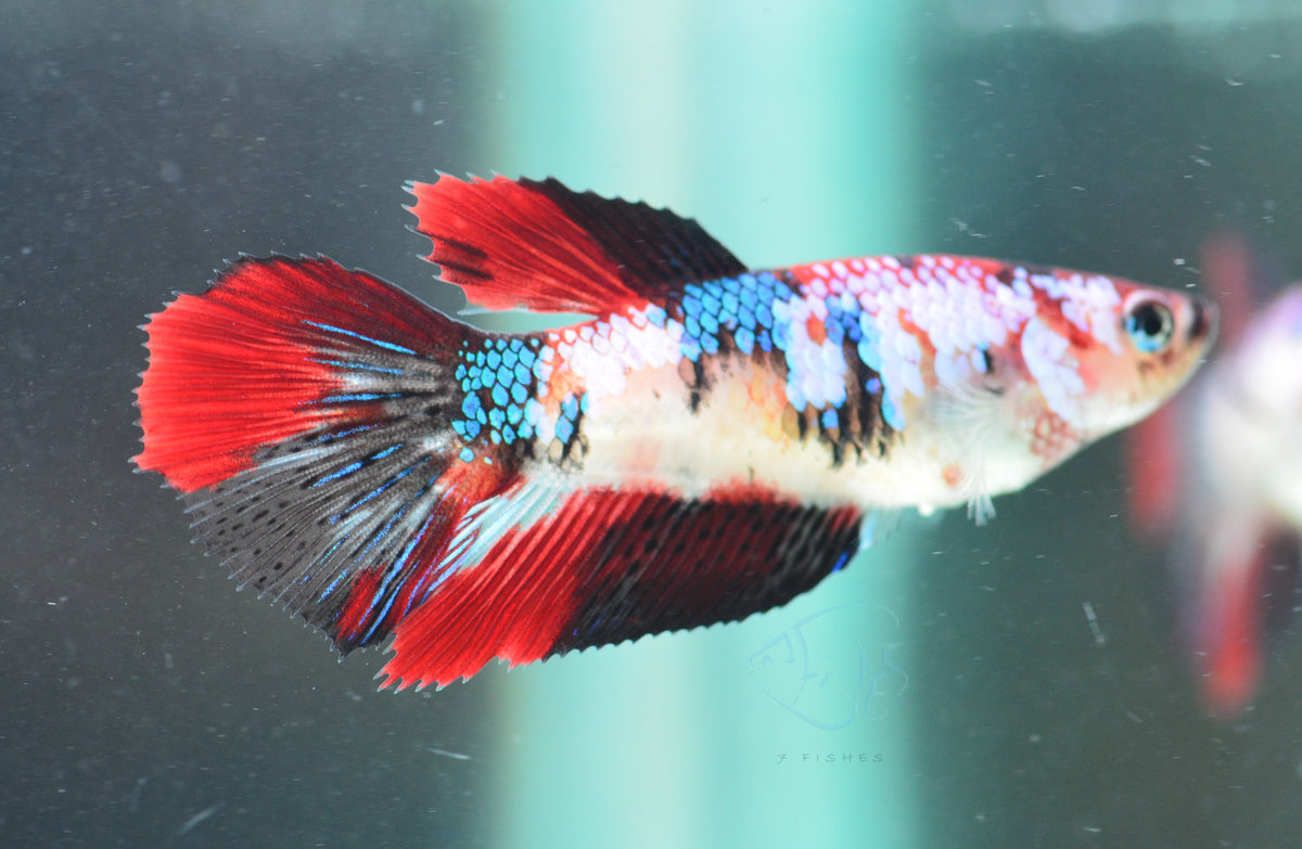 Galaxy HMPK Female