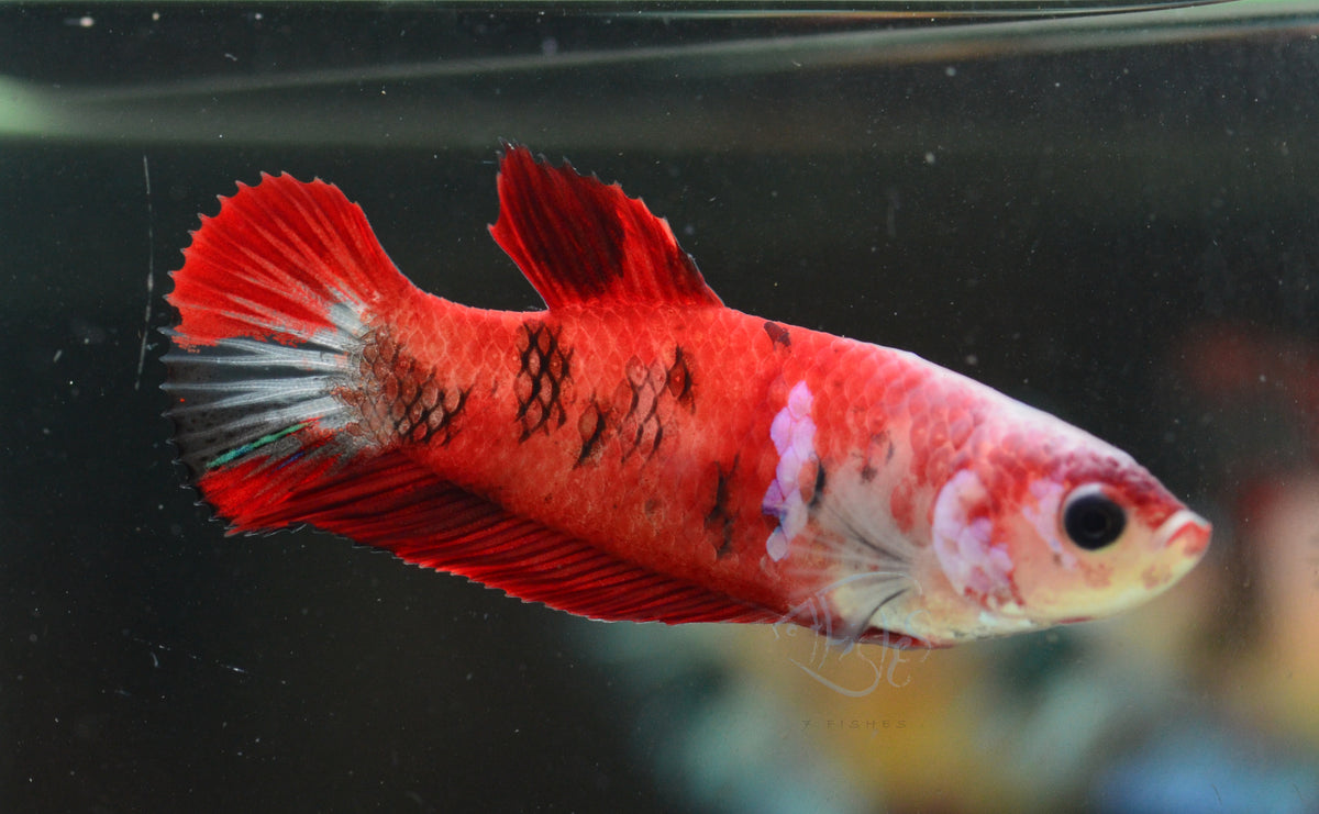 Red Koi HMPK Female