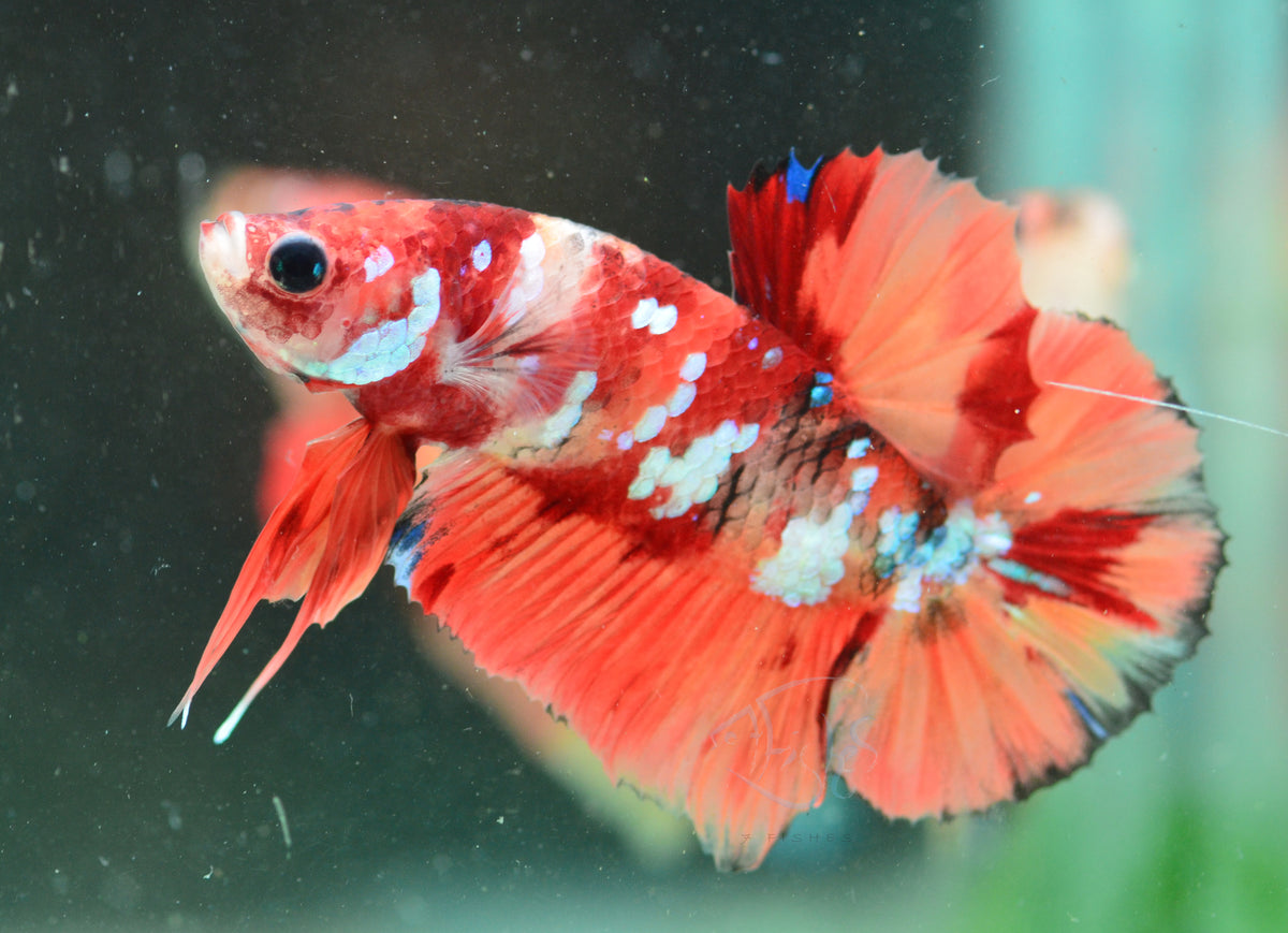 Nemo Galaxy HMPK Male