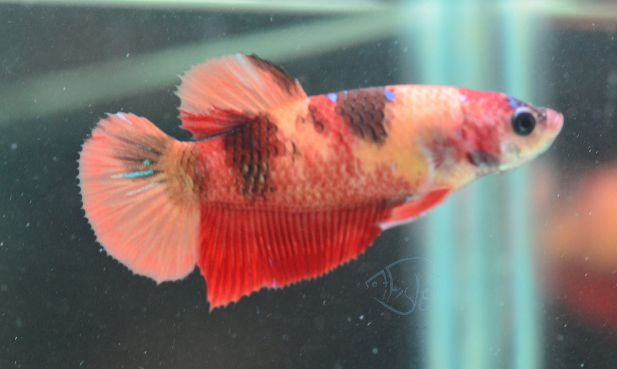 Nemo HMPK Female