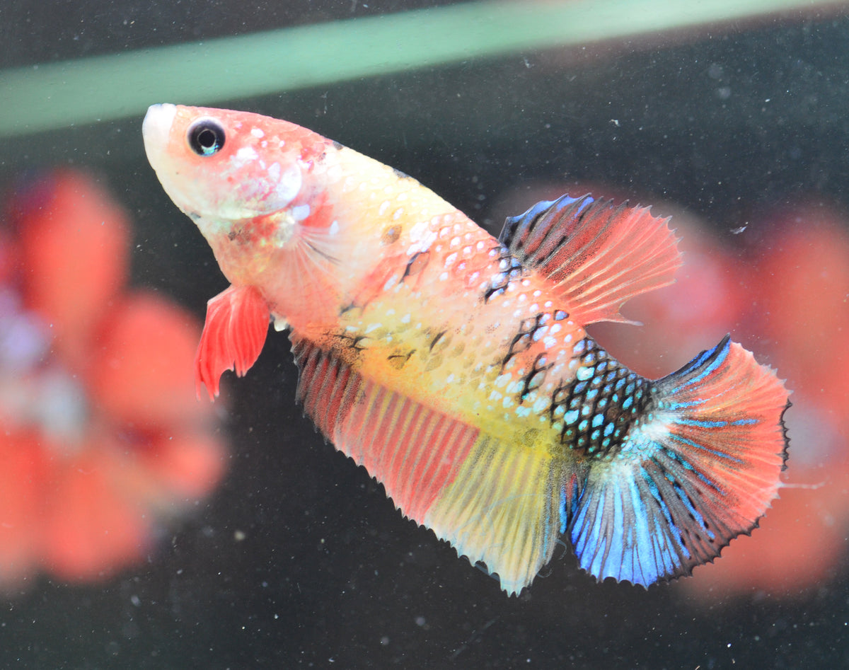 Nemo HMPK Female