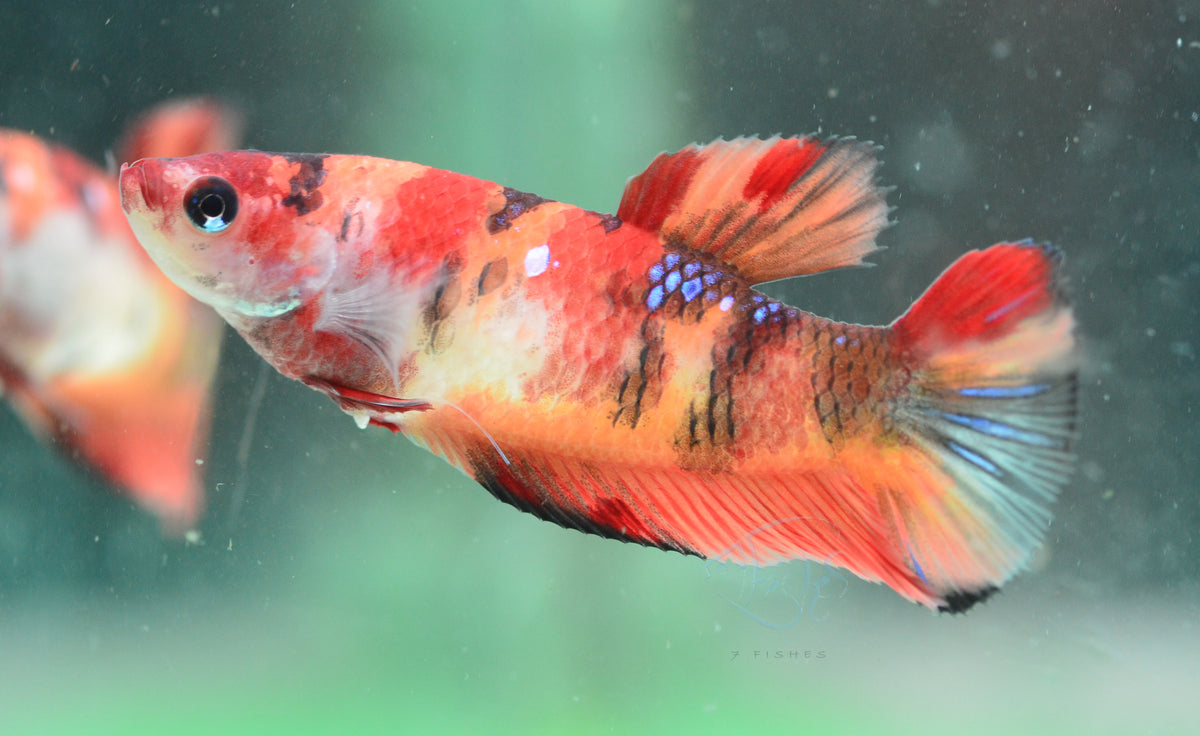 Nemo HMPK Female