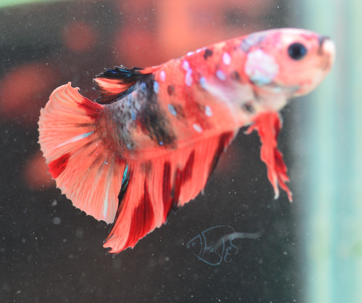 Nemo HMPK Male