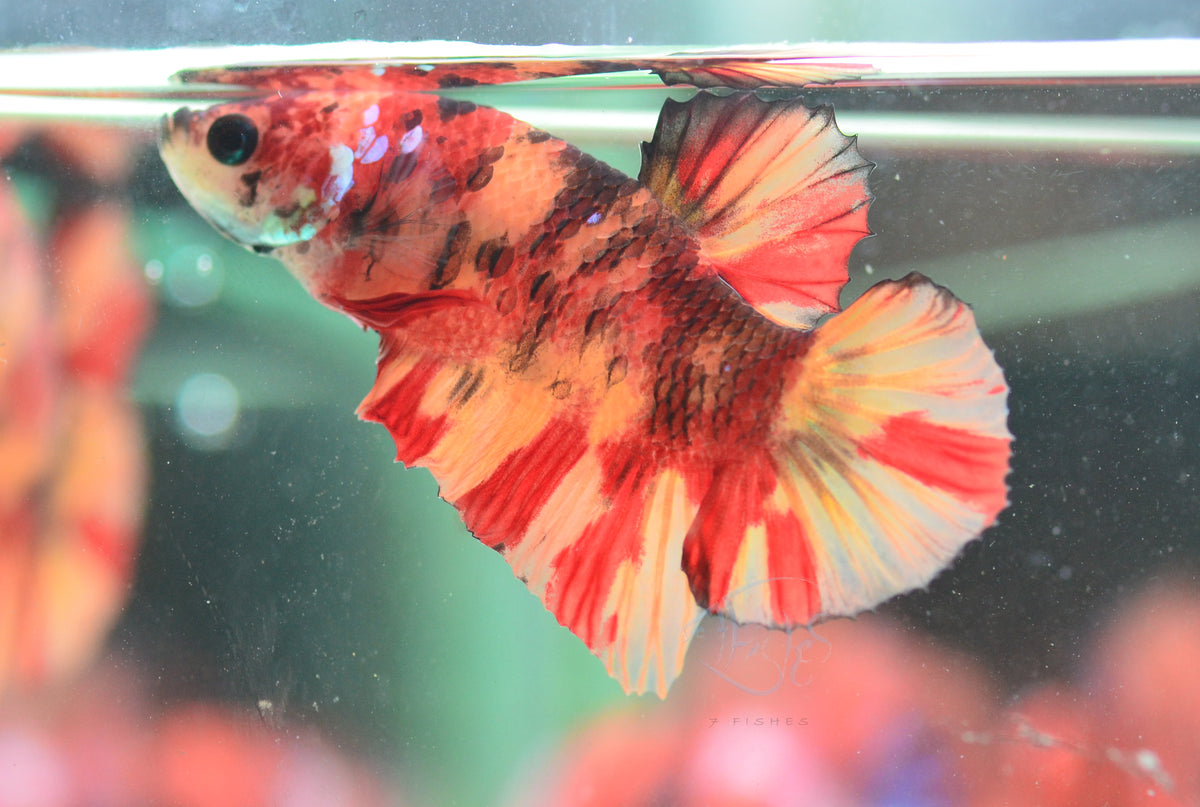 Nemo HMPK Male