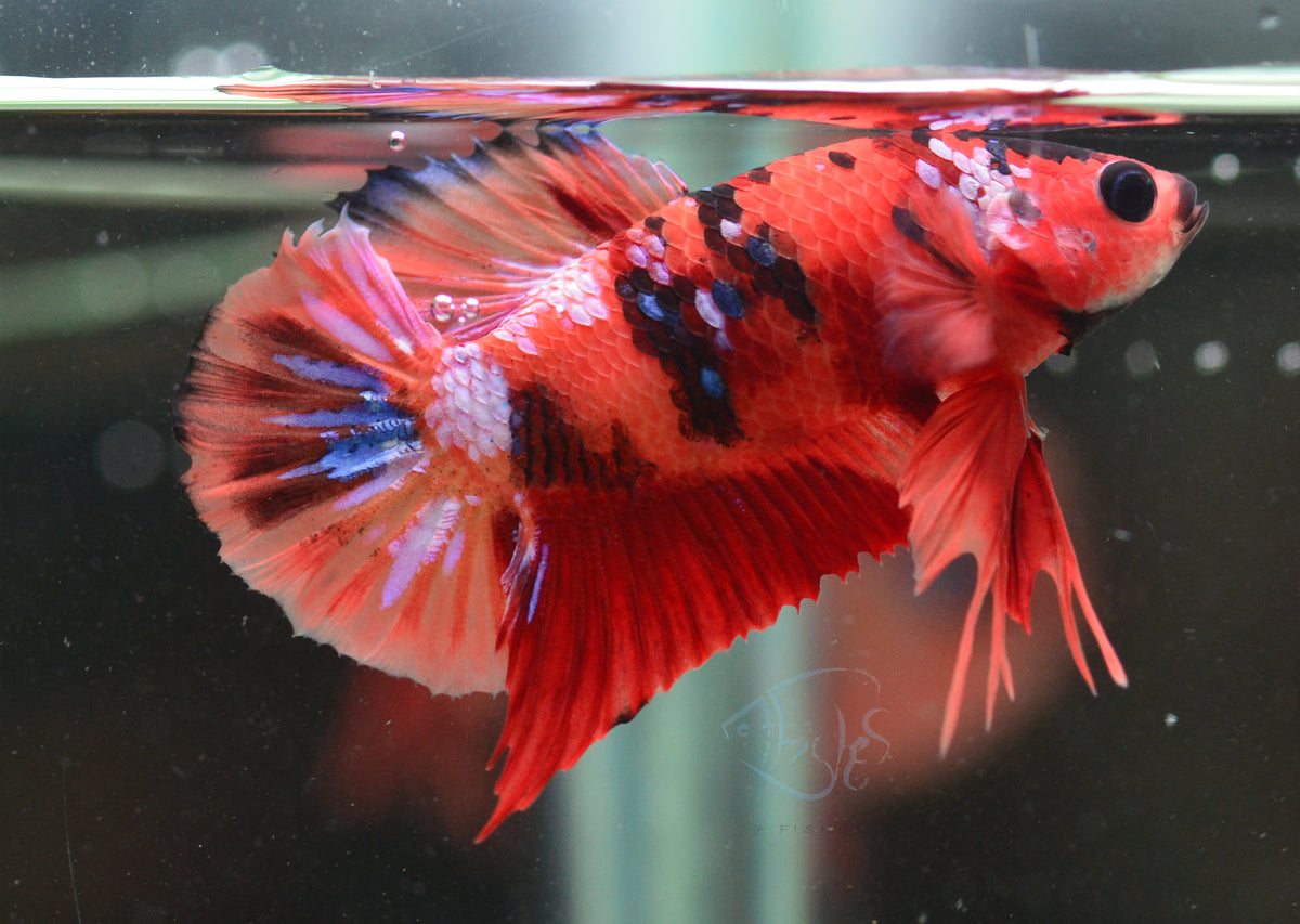 Nemo HMPK Male