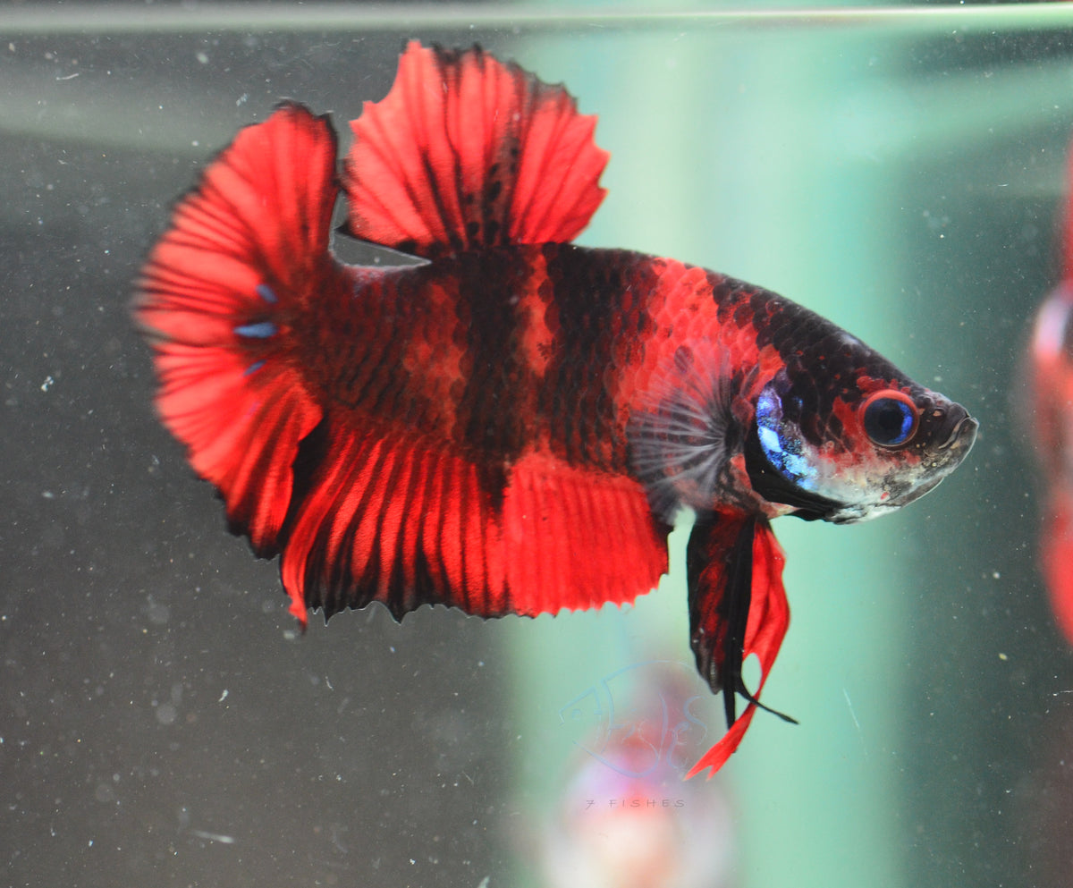 Red Tiger HMPK Male
