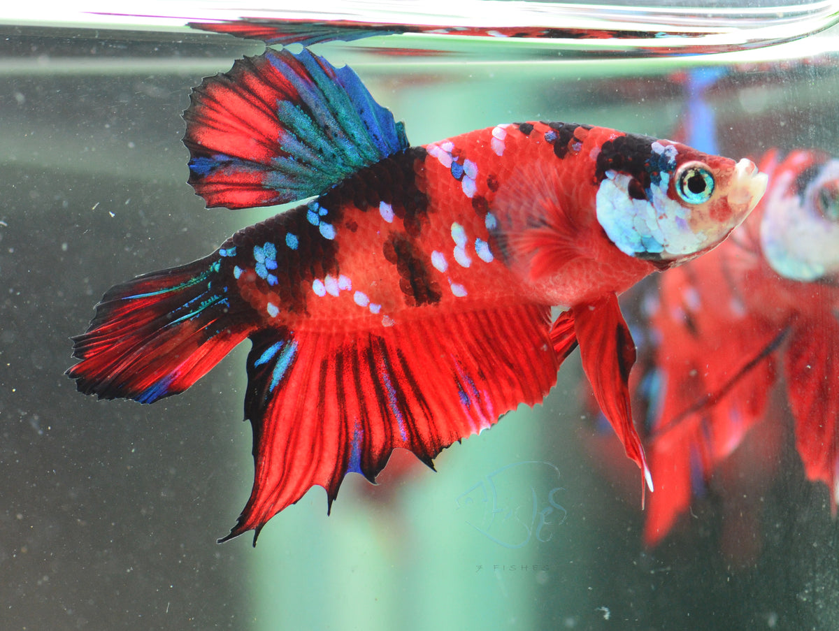 Red Galaxy HMPK Male