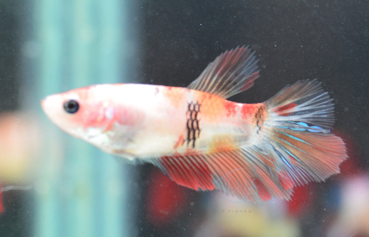 Koi HMPK Female