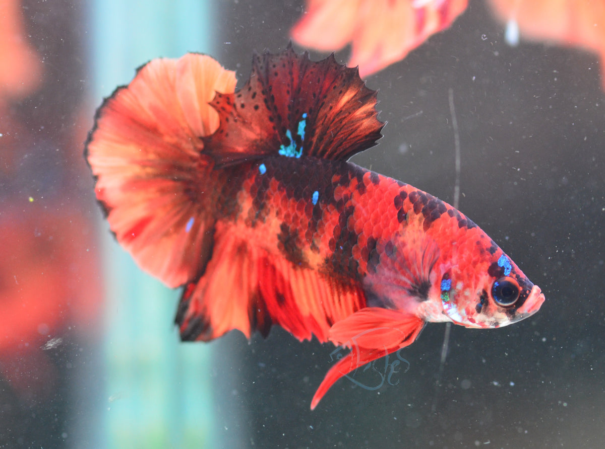 Nemo HMPK Male