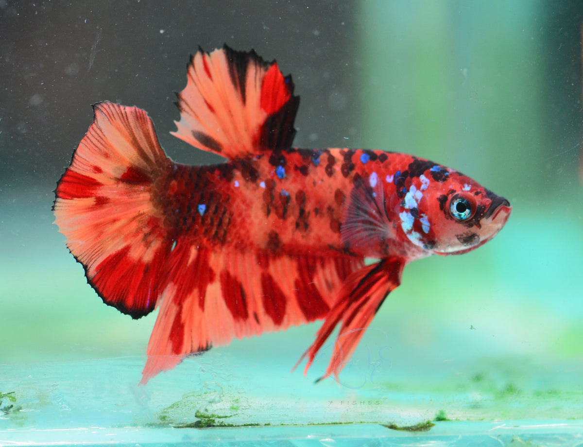 Nemo HMPK Male