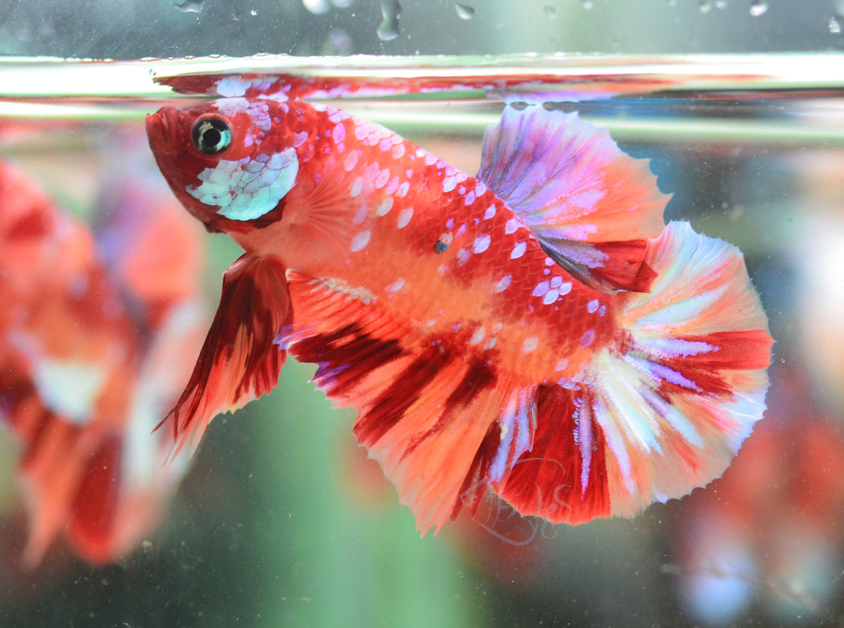 Nemo Galaxy Purple HMPK Male