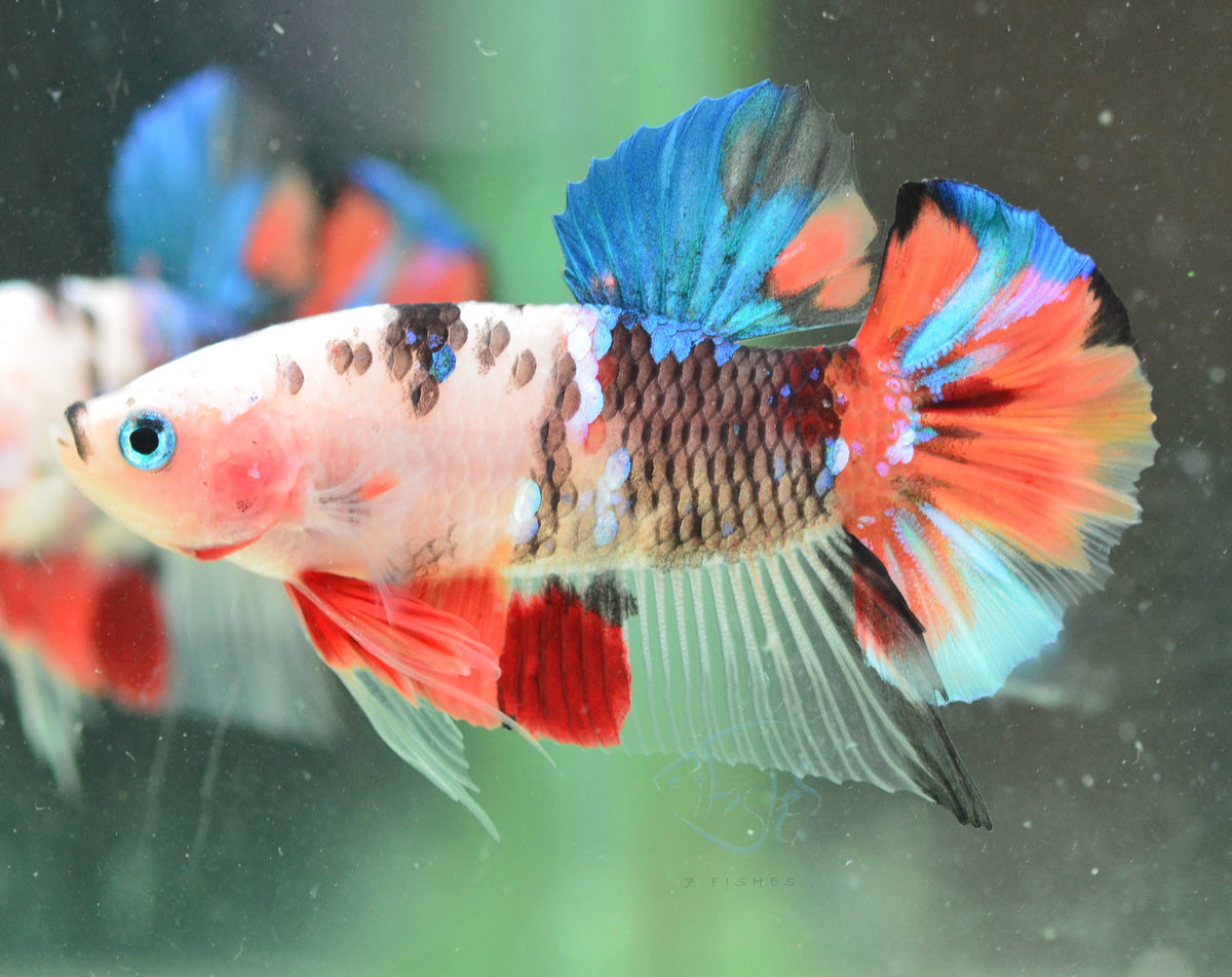 Koi HMPK Male