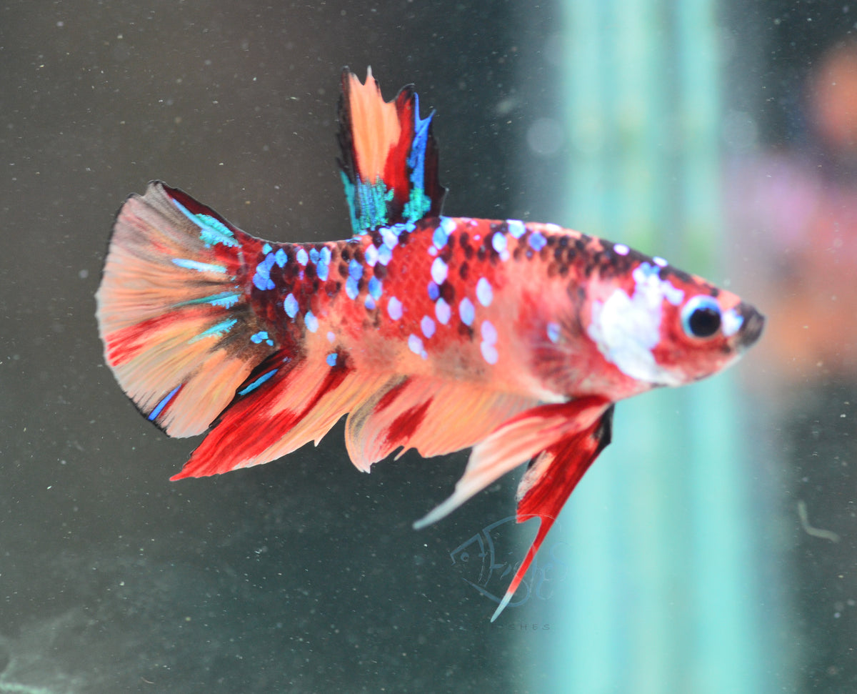 Nemo Galaxy HMPK Male