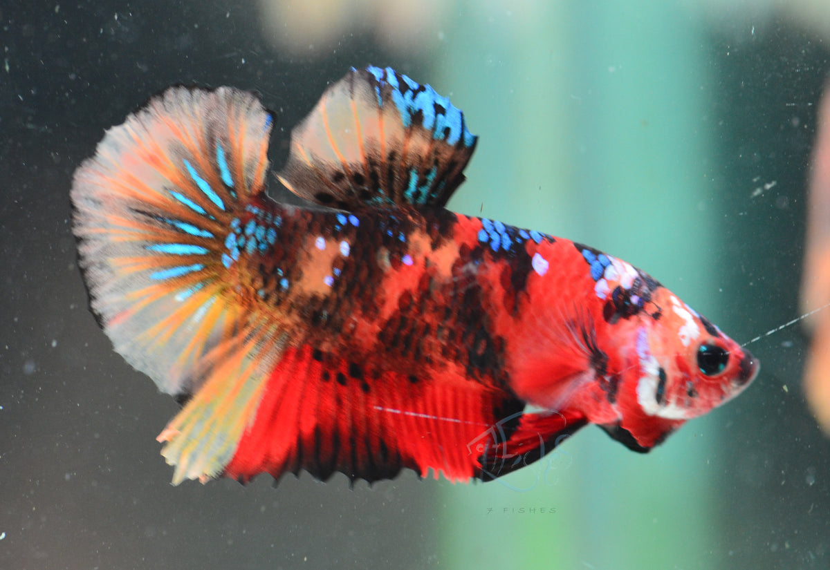 Nemo HMPK Male