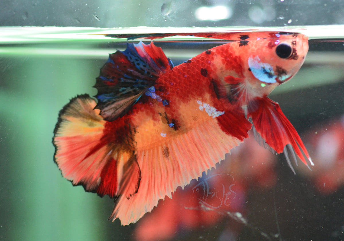 Nemo HMPK Male