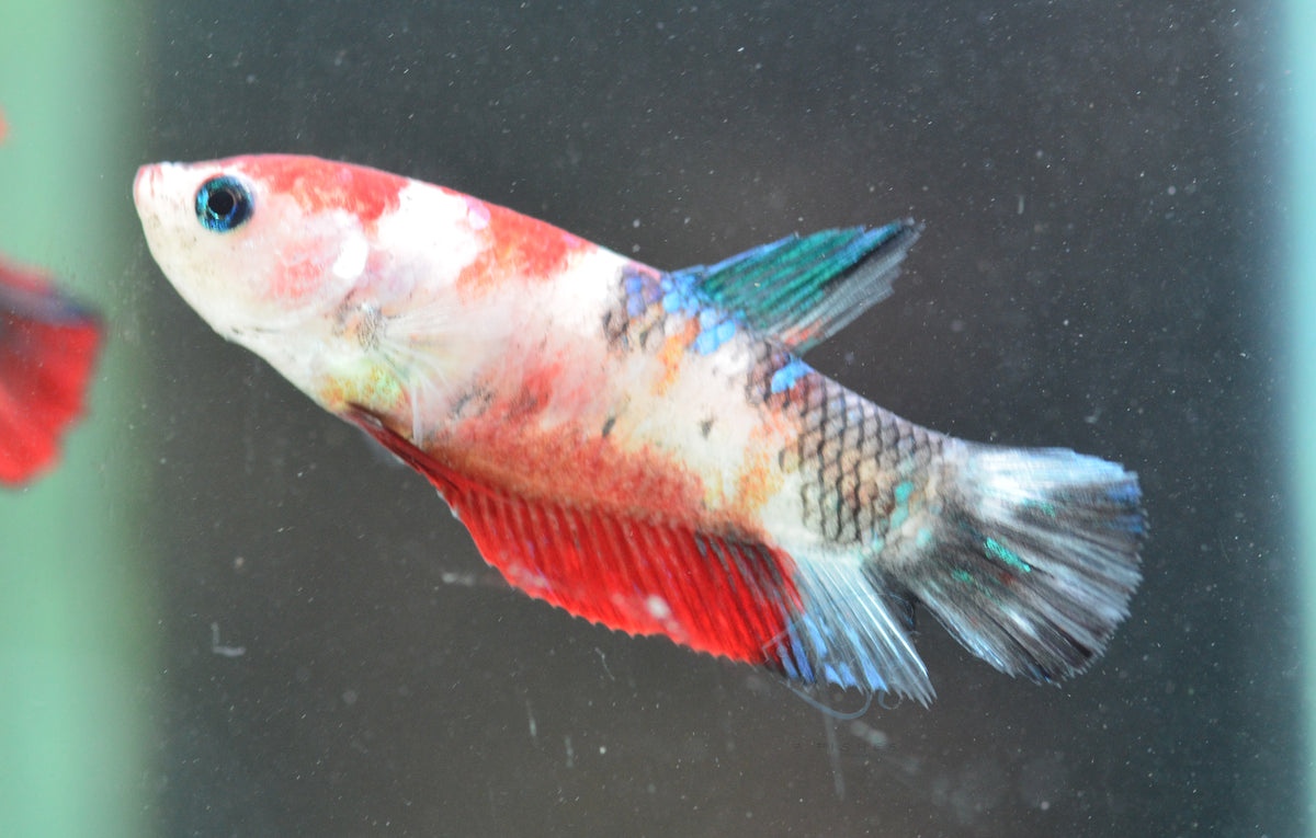 Koi HMPK Female