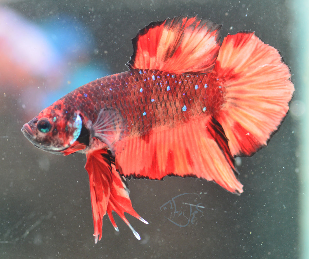 Nemo HMPK Male