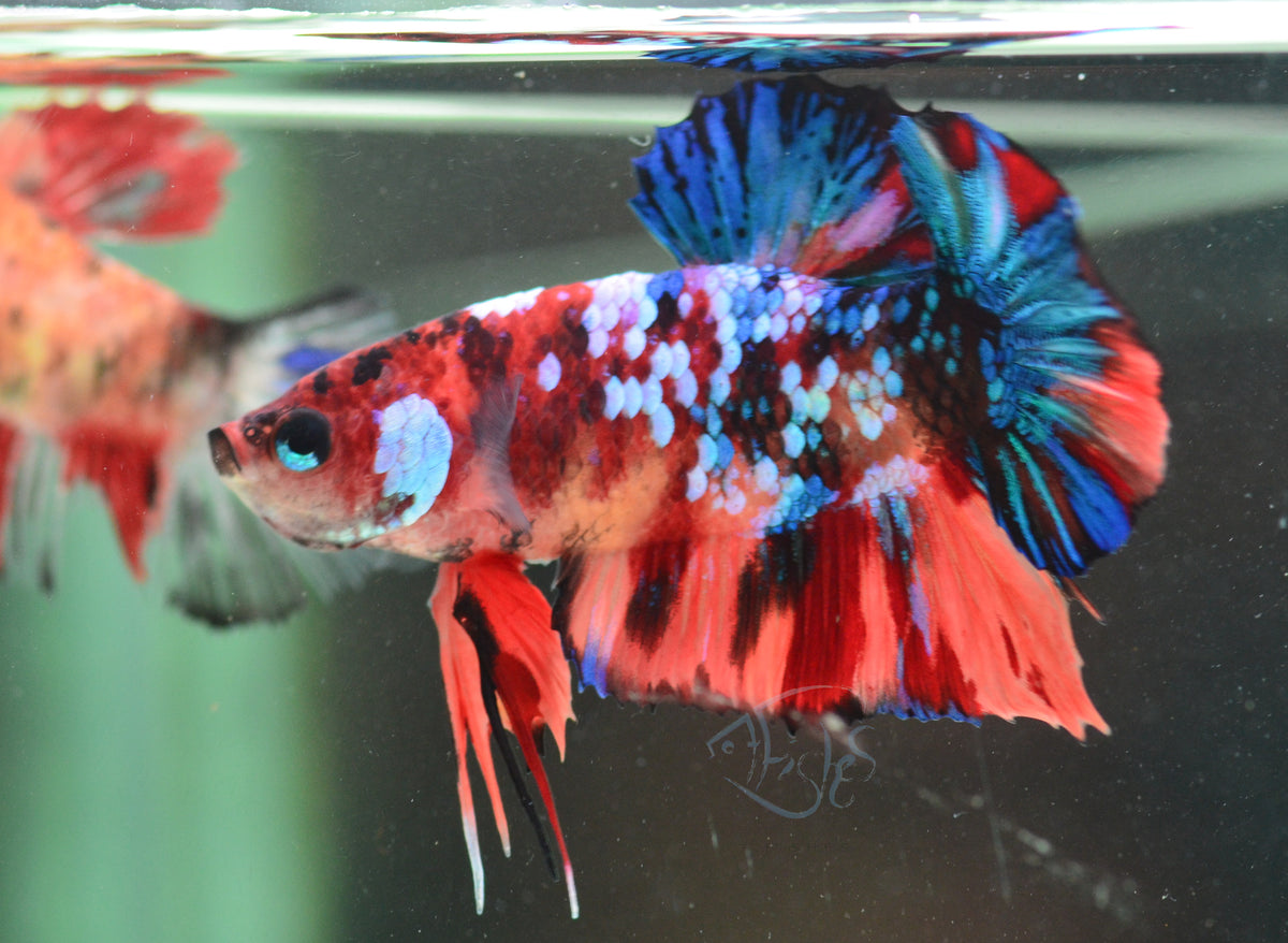 Nemo Galaxy HMPK Male