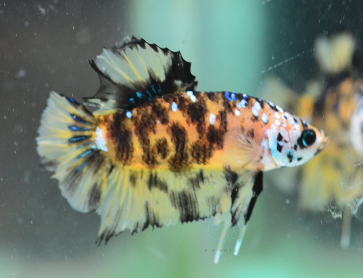 Yellow Koi HMPK Male