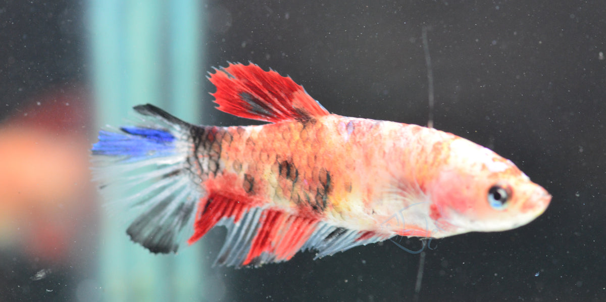 Nemo HMPK Female