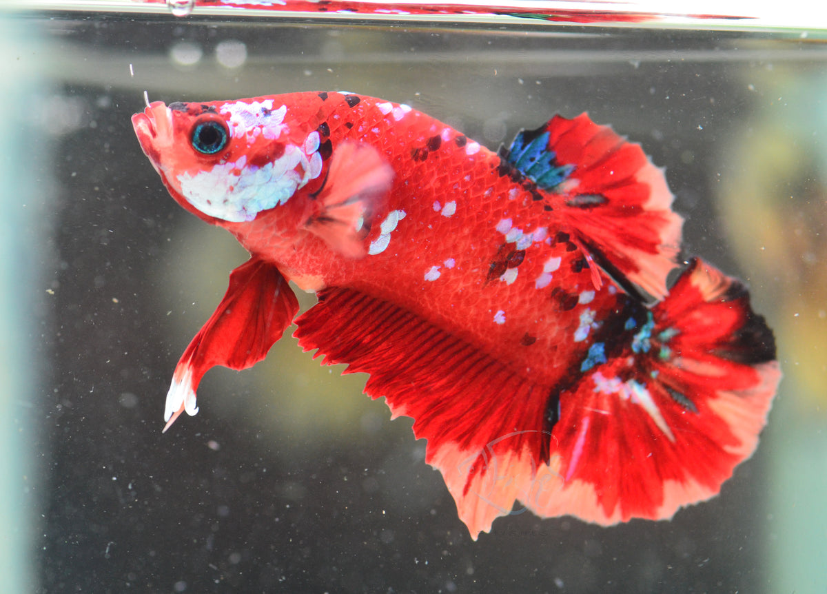 Nemo HMPK Male