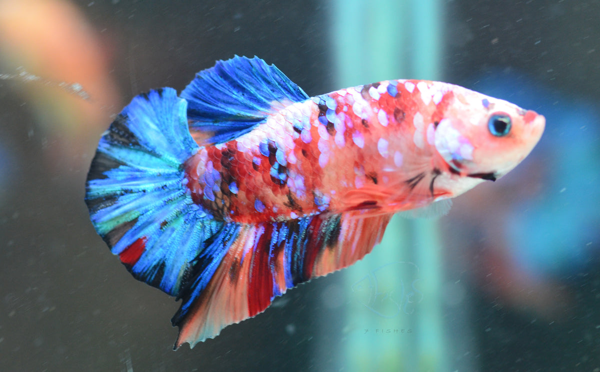Multicolour HMPK Male