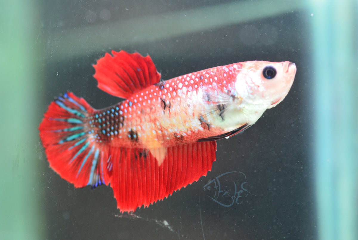 Koi HMPK Female