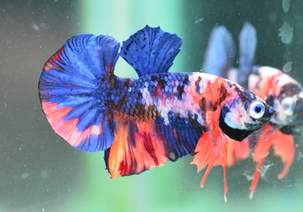 Multicolour HMPK Male