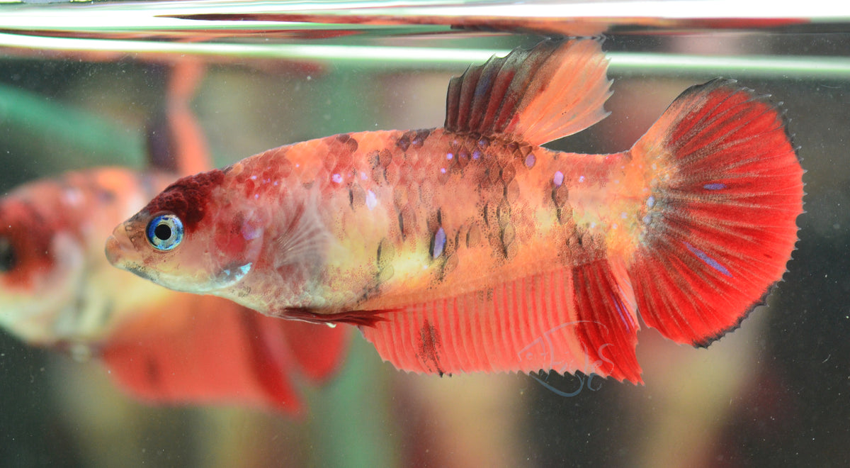 Nemo HMPK Female