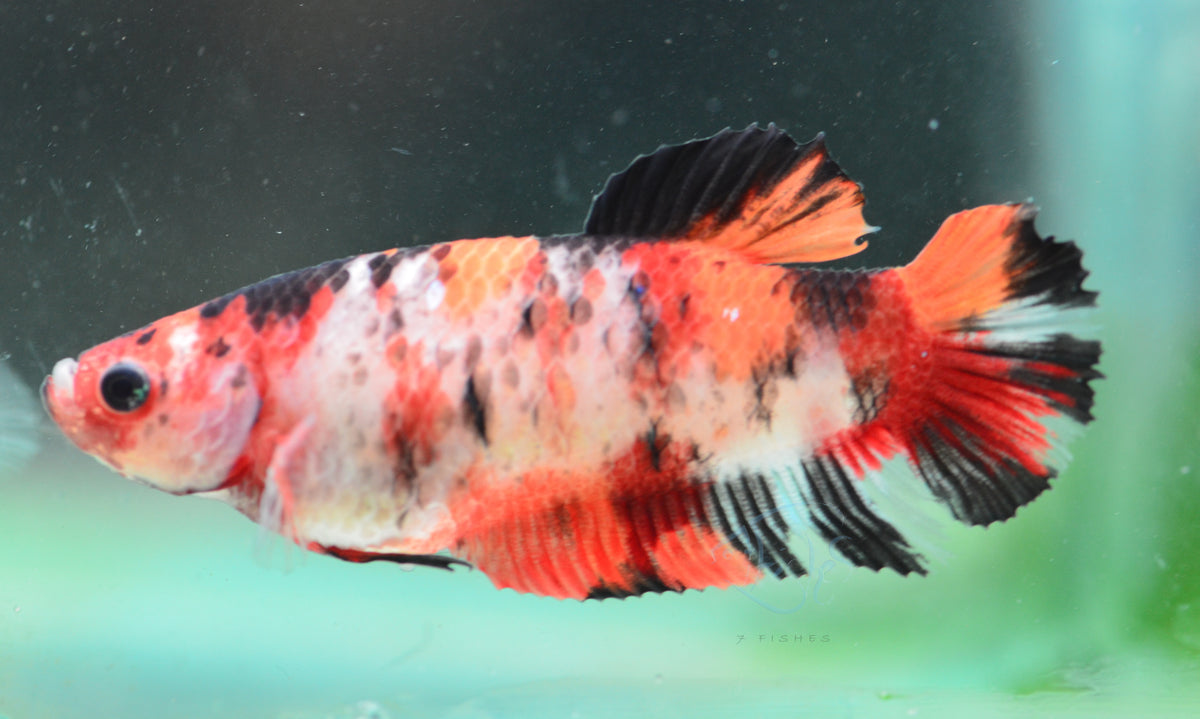 Nemo HMPK Female