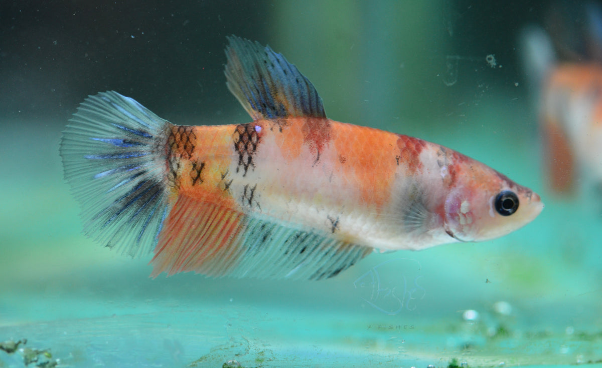 Nemo HMPK Female