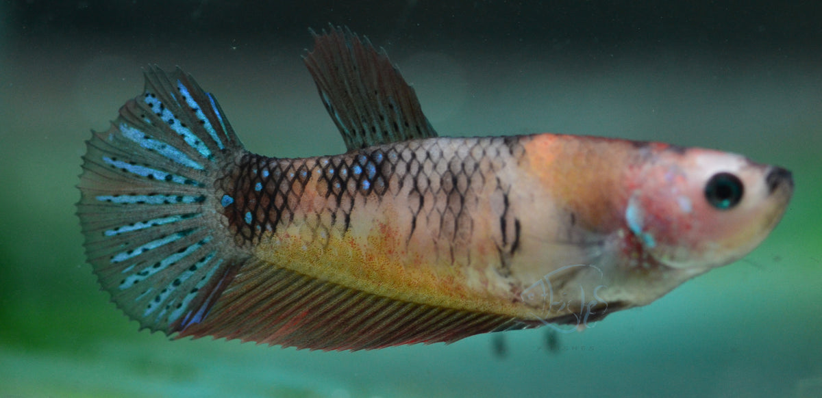 Koi HMPK Female
