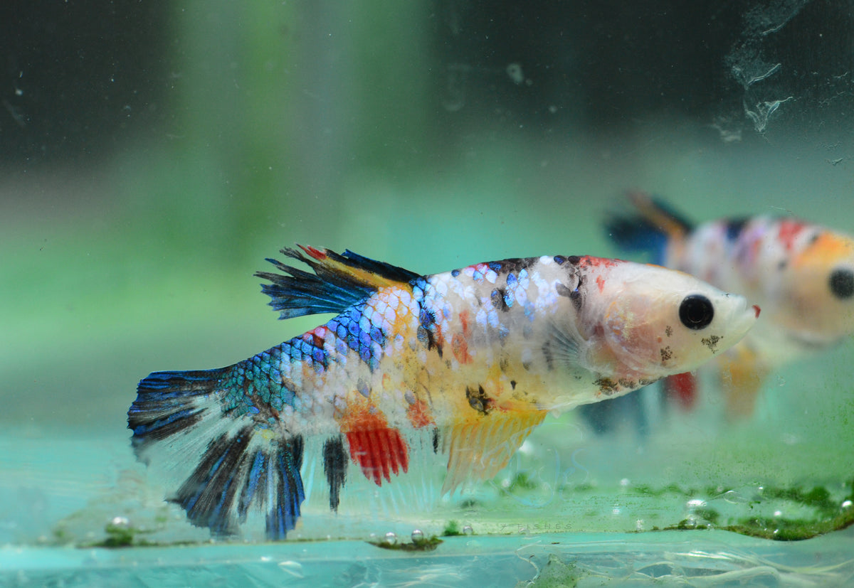 Koi HMPK Female