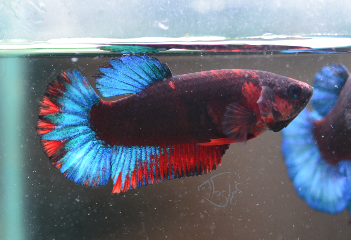 Black Base Hellboy HMPK Female