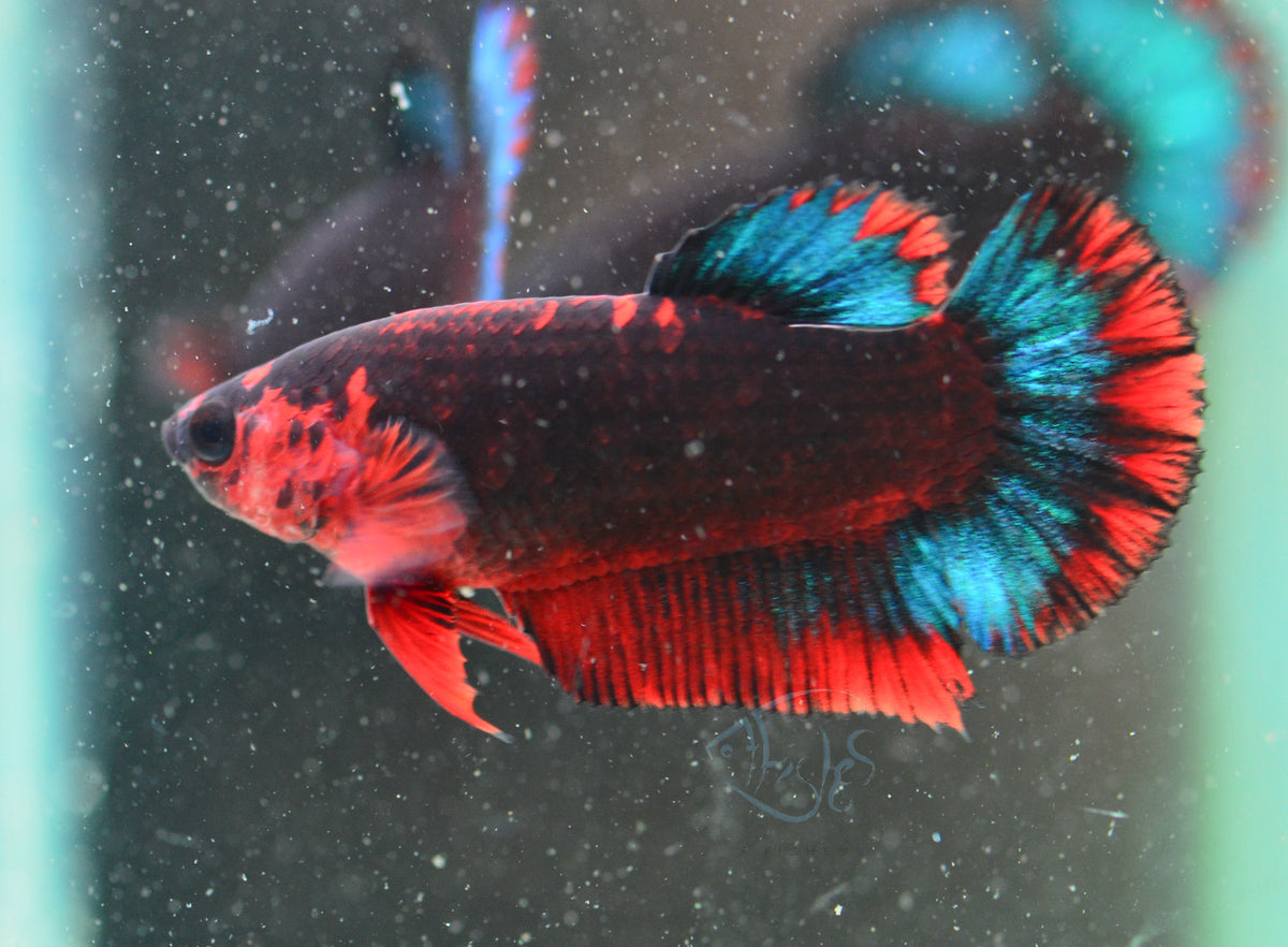 Black Base Hellboy HMPK Female