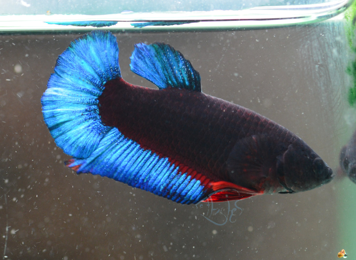 Black Base Hellboy HMPK Female