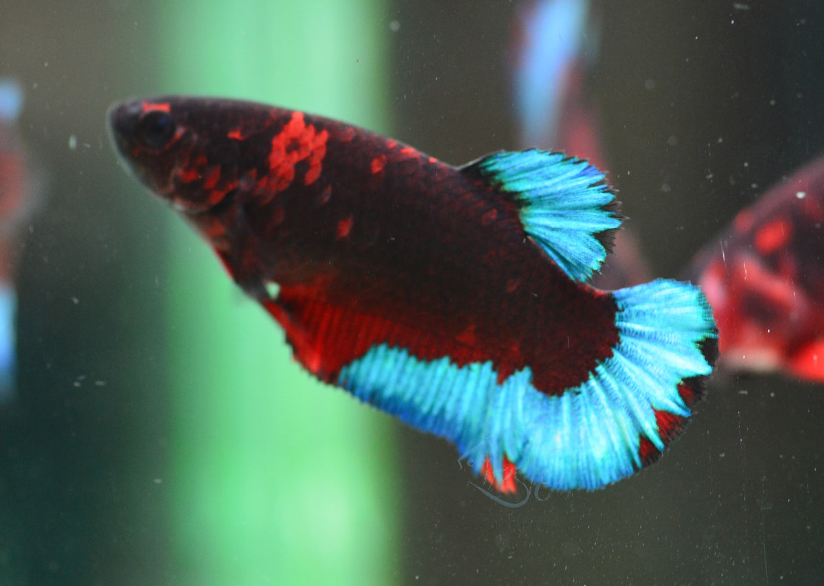 Black Base Hellboy HMPK Female