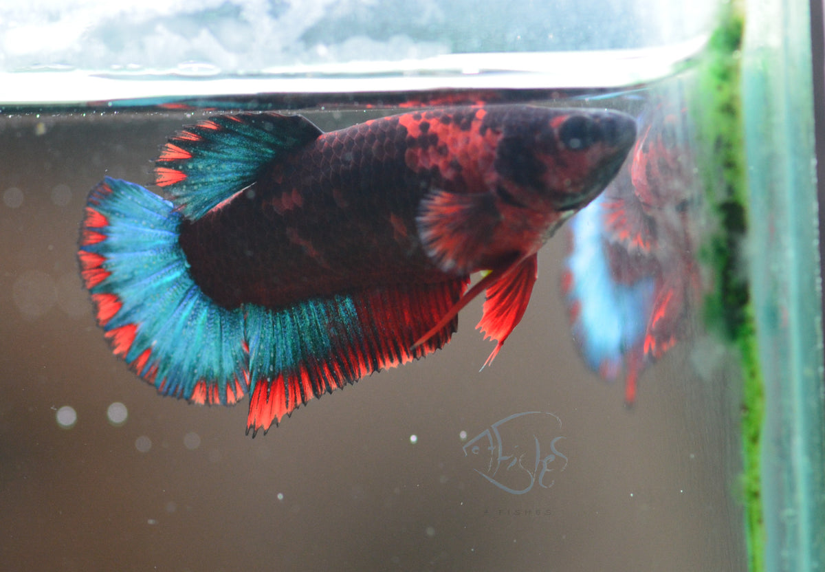 Black Base Hellboy HMPK Female