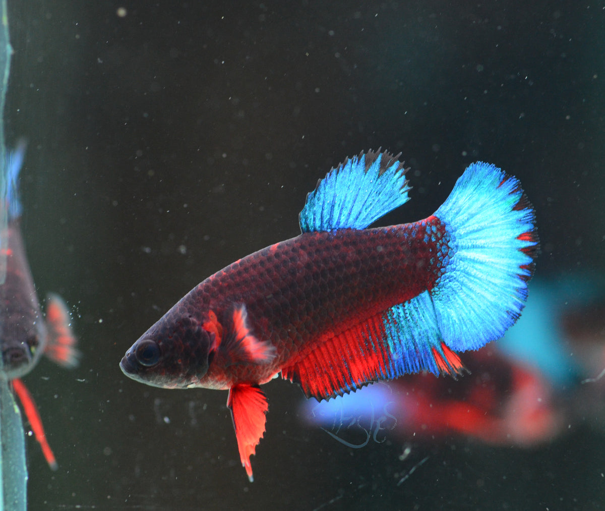 Black Base Hellboy HMPK Female