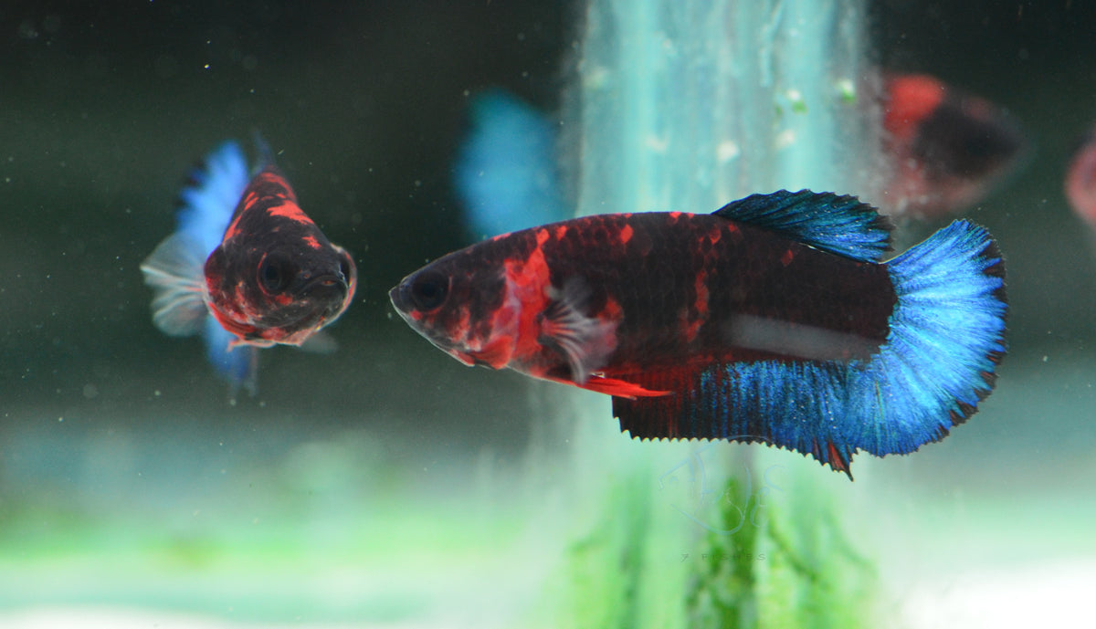 Black Base Hellboy HMPK Female