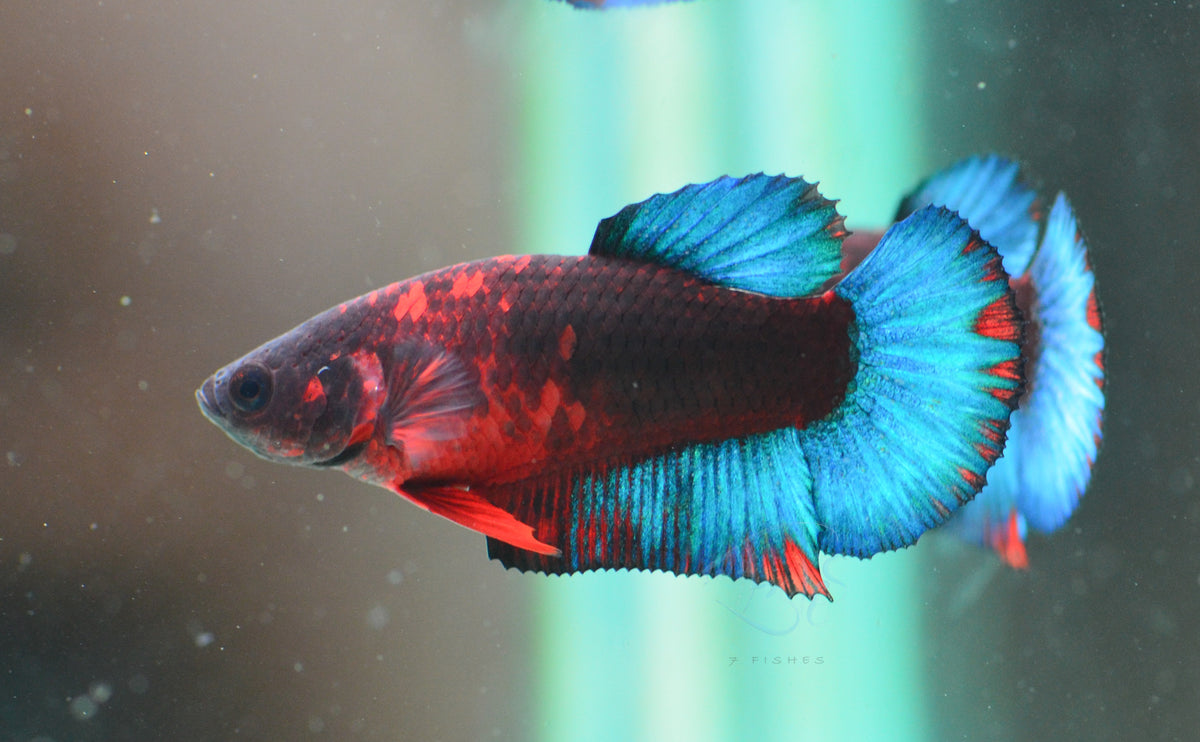 Black Base Hellboy HMPK Female