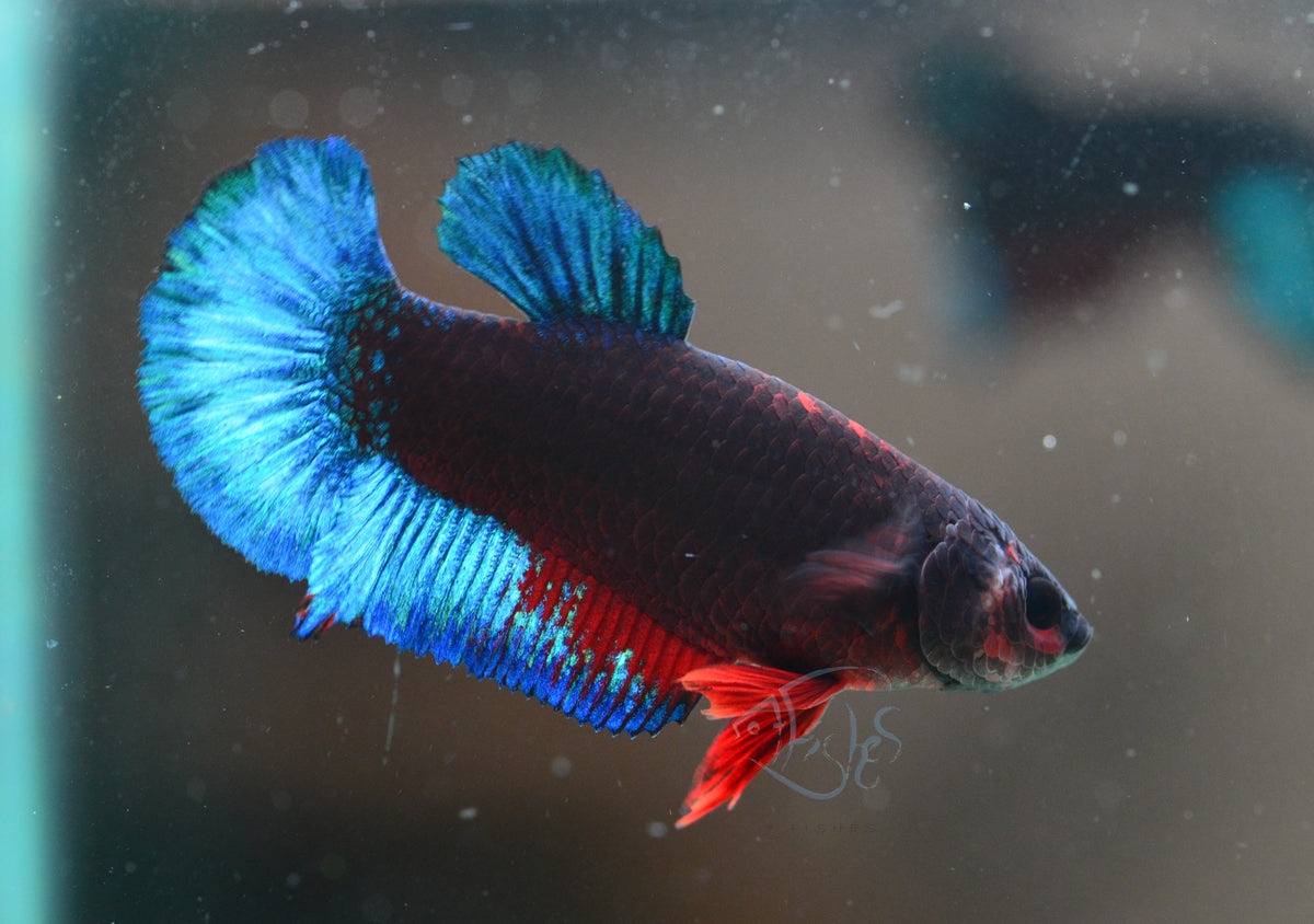 Black Base Hellboy HMPK Female