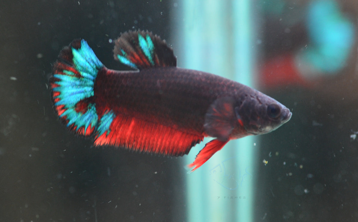 Black Base Hellboy HMPK Female