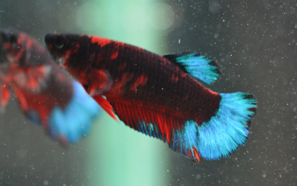 Black Base Hellboy HMPK Female