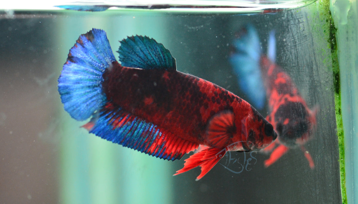 Black Base Hellboy HMPK Female