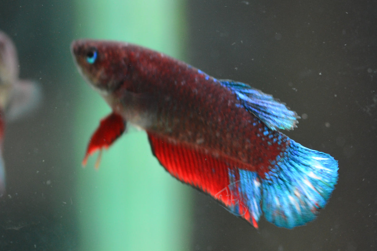 Black Base Hellboy HMPK Female